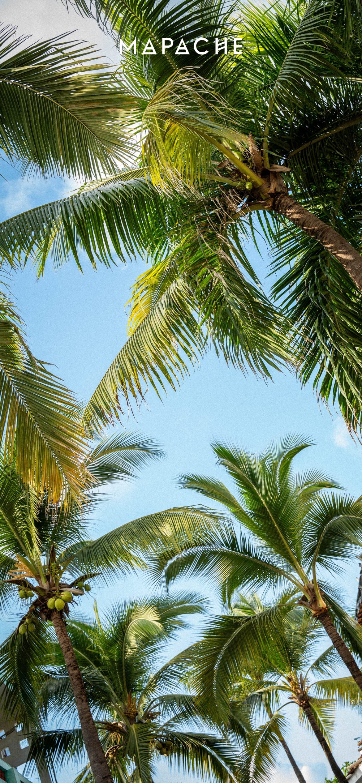 Fond d'écran - Palmiers vu d'en dessous avec un ciel bleu