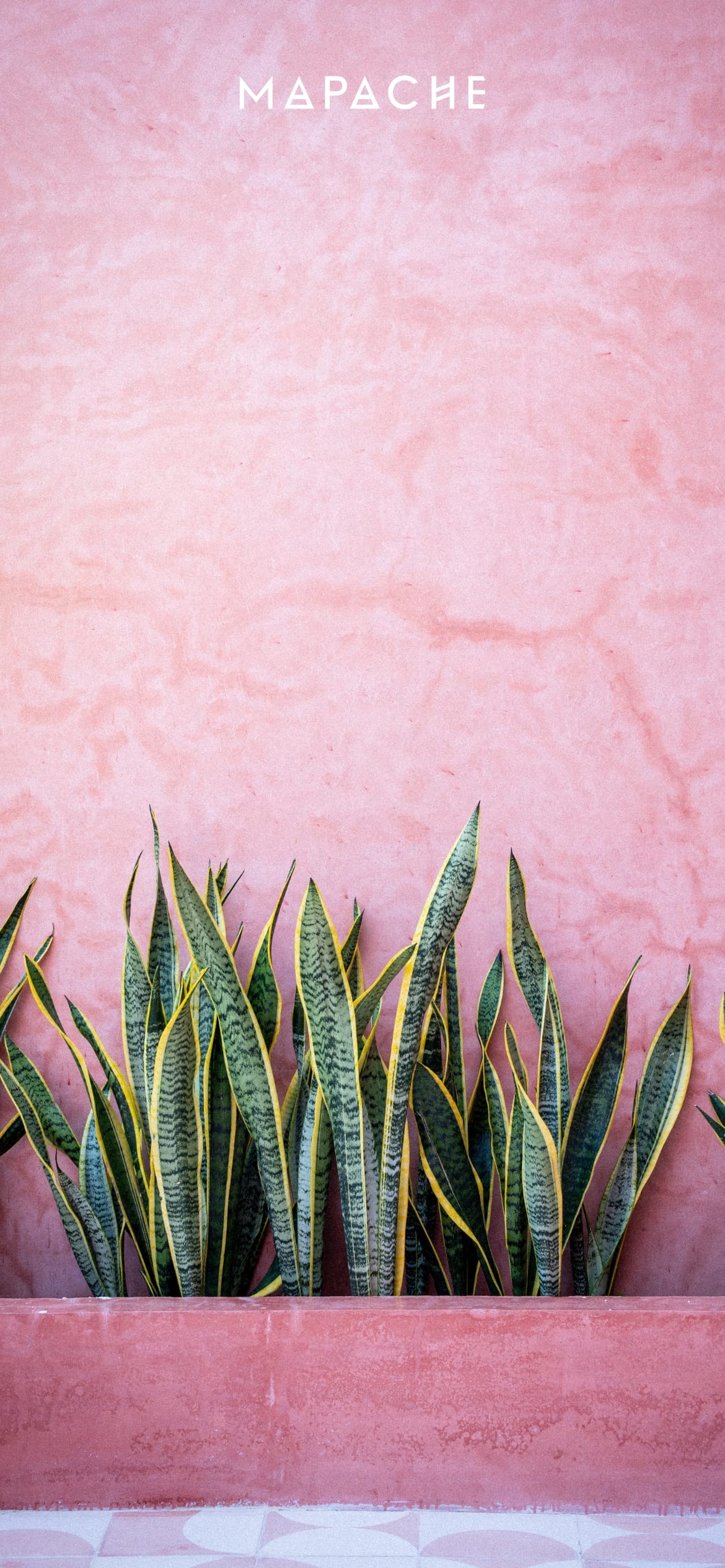 Fond d'écran - Mur rose avec plantes vertes juste devant