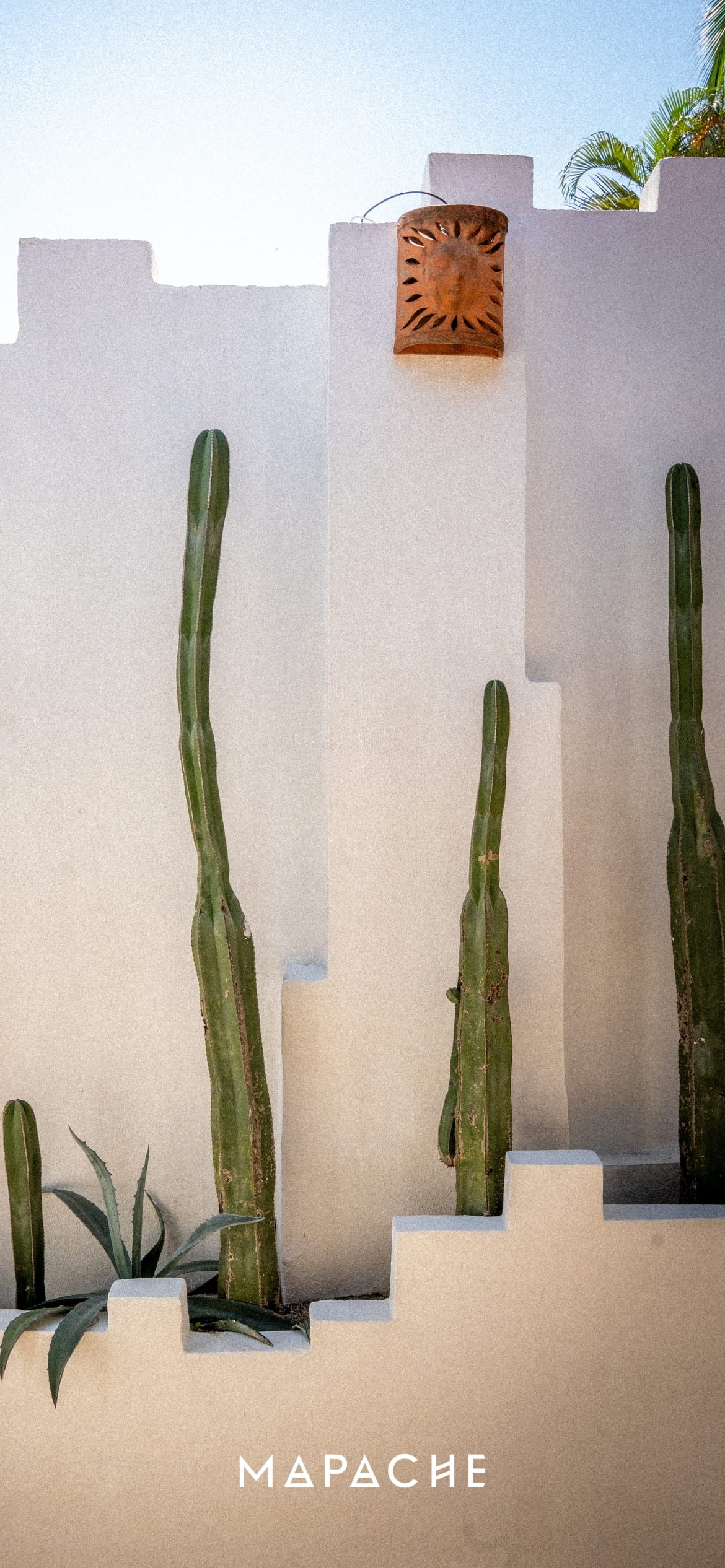 Fond d'écran - 4 cactus fins devant un mur blanc
