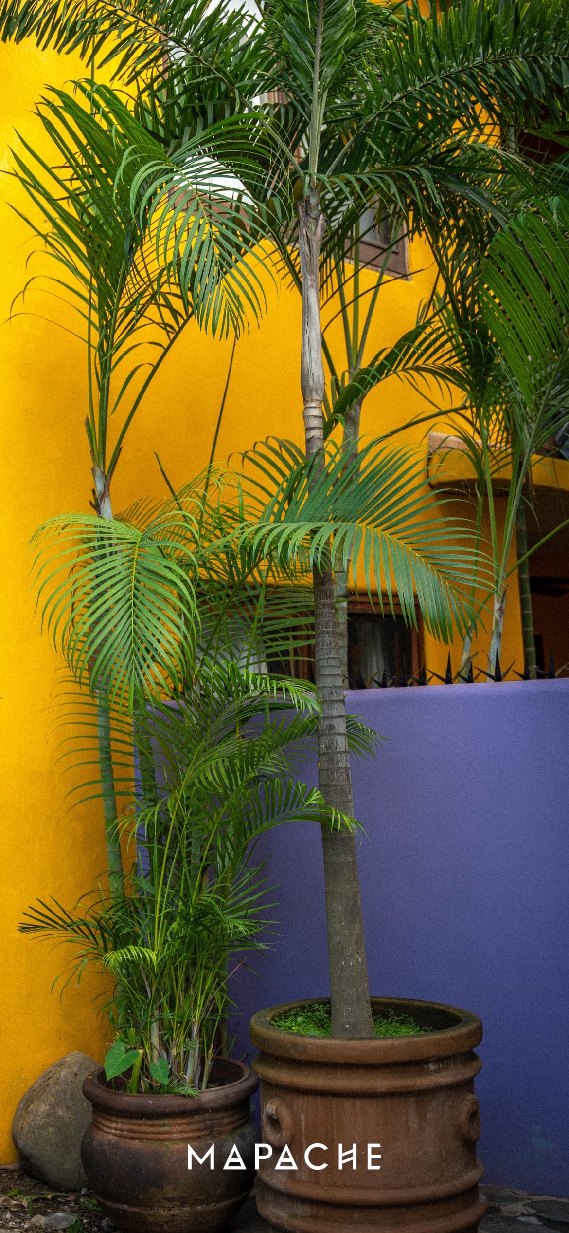 Fond d'écran - Plantes devant une maison jaune et un mur violet